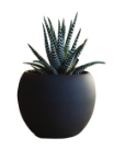 minimalist desk plant